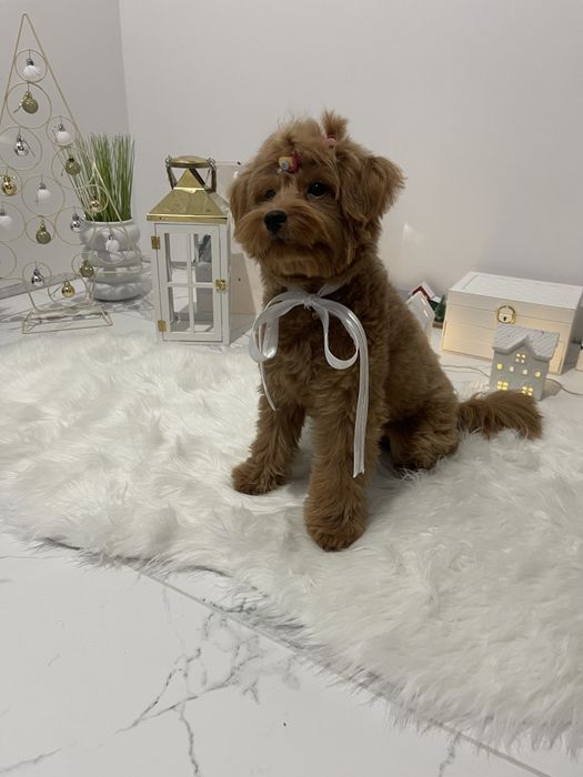 Помапу — Пухнасті принцеси хочуть до вас