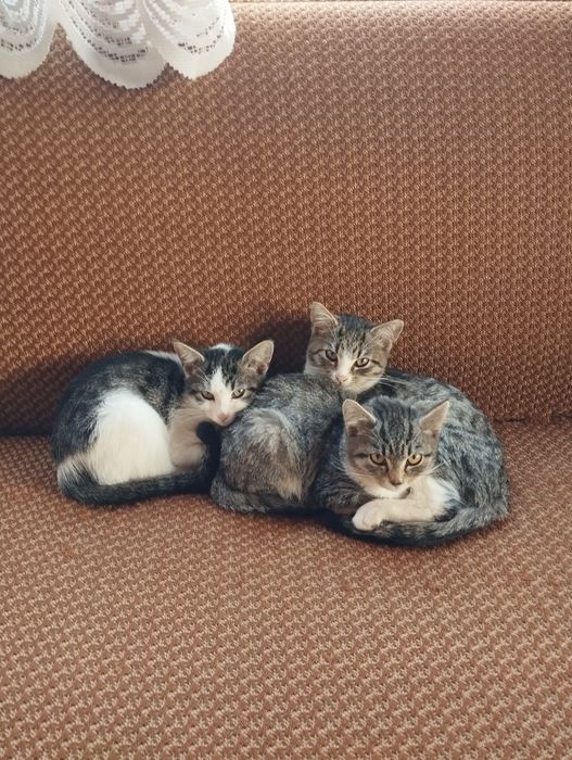 Trzy 4 miesięczne kotki