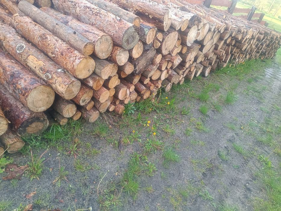 Sosna ,suchy opał