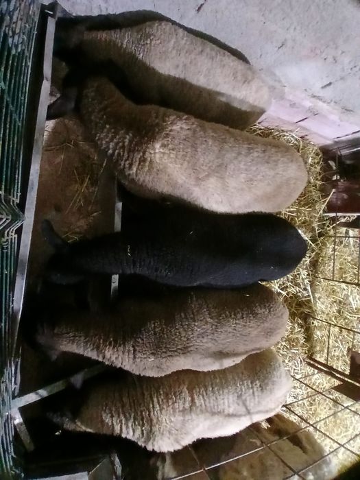 Borregos sulfok inglês