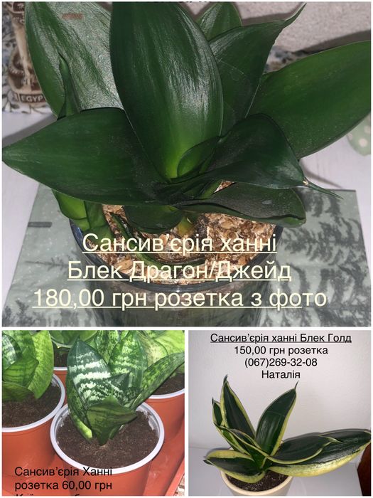 Сансив’єрія види
