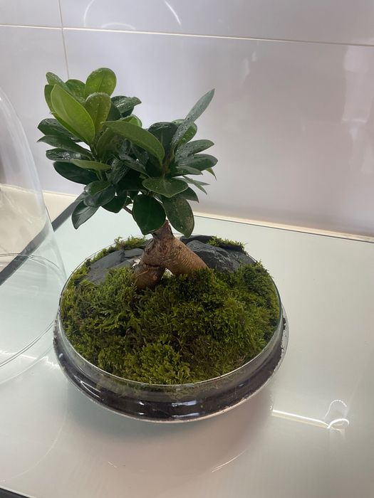 Terrario vidrio plantas naturais
