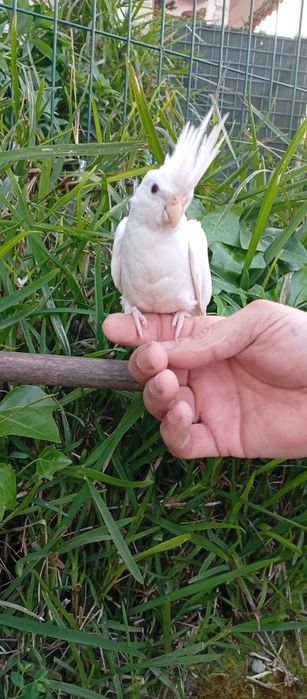 Caturras criadas a mão e domesticadas