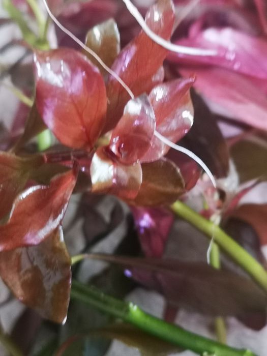 Lote 20  pés Plantas Aquário