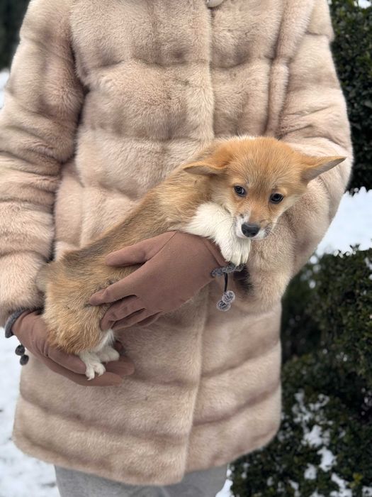 Пухнасті цуцики Коргі Пемброк