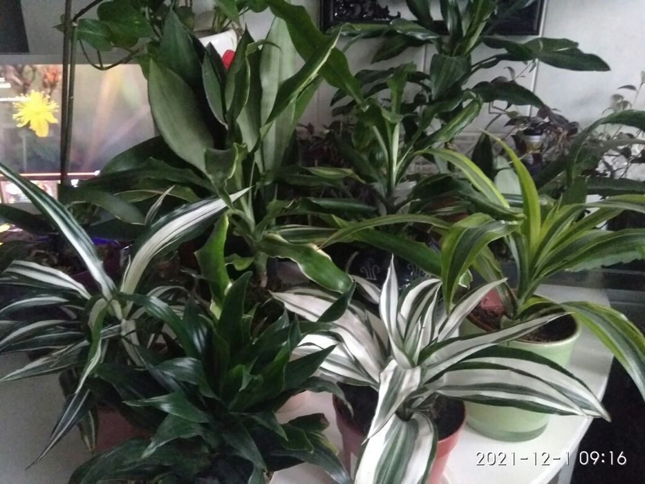 Драцена сортовая