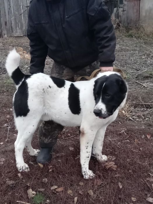 Кобель алабай вязка