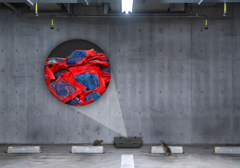 Trutka na szczury i myszy No Pest® pasta brodifakum 25kg. Hurt/detal