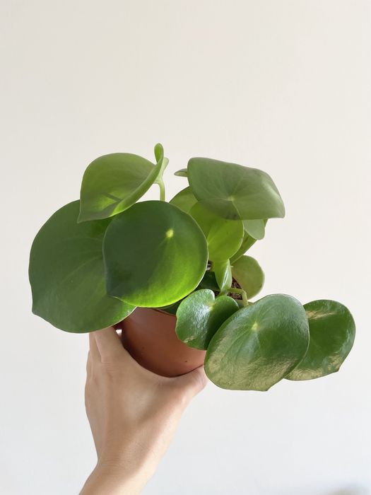 Conjunto duas plantas