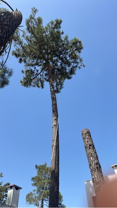 Contruçao e manutençao de jardim abate de arvores poda de coqueiro