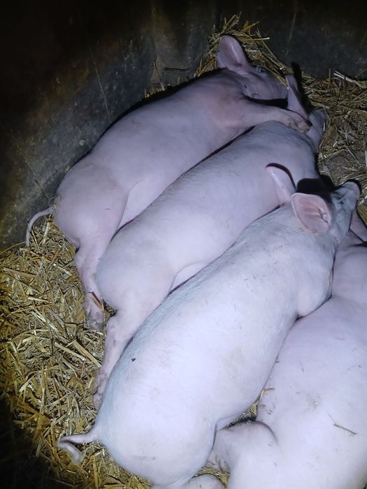 Продаються поросята