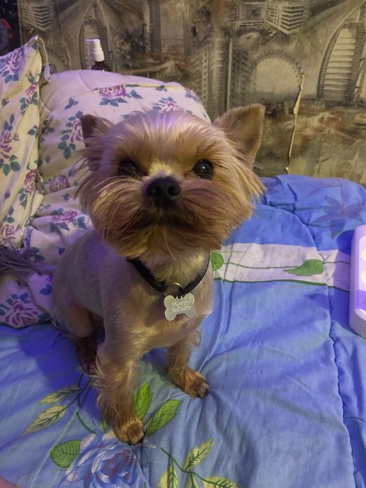 Вязка. Йорк мини