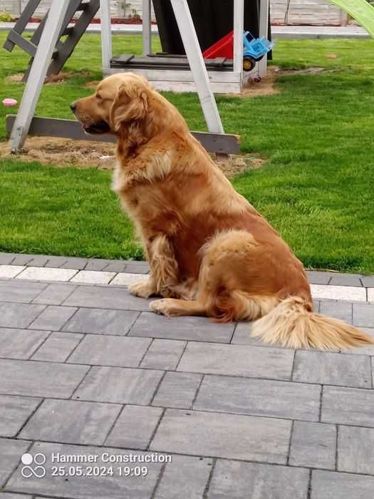 Szczenieta Golden Retrivier