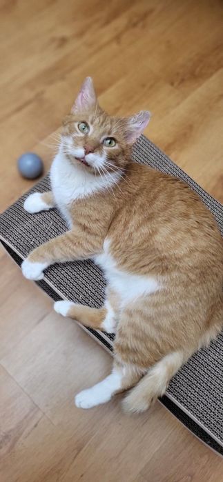 Котик Томчик шукає дім!
