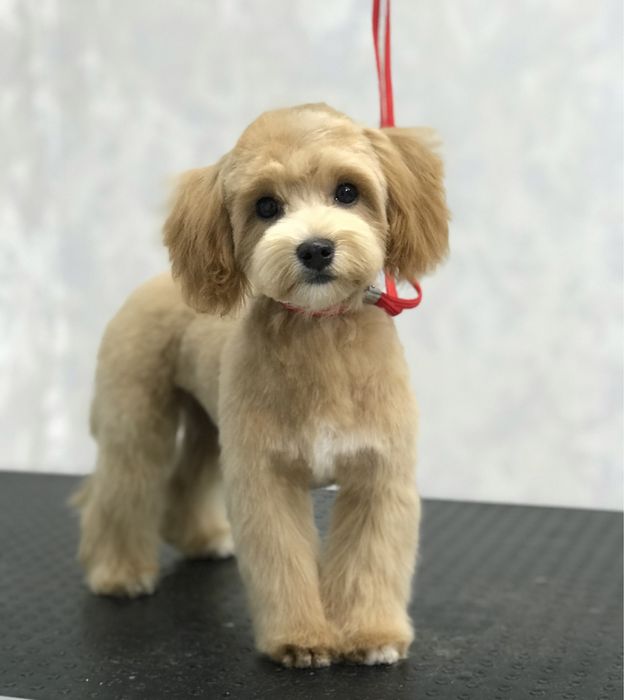 Послуги для тварин стрижка собак грумінг