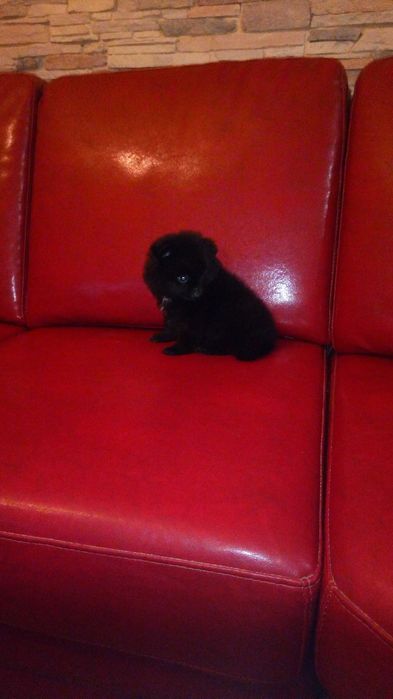 Sptiz Alemão Anão/Lulu da Pomerânia