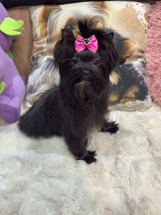 Suczka black czarna yorkshire terrier