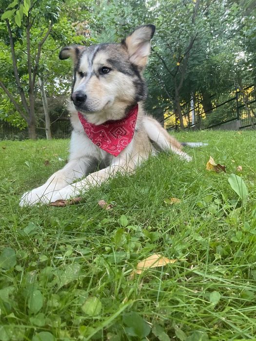 Pies piesek do adopcji