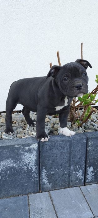 American Bully suczka