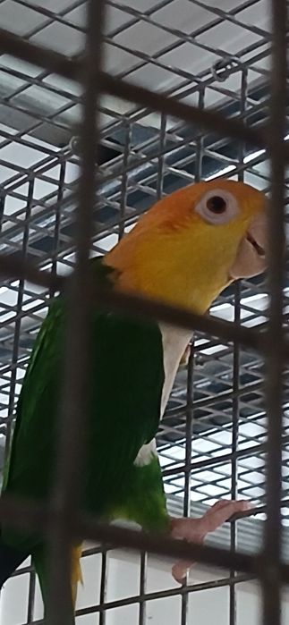 Marianinha pata verde macho adulto  2017