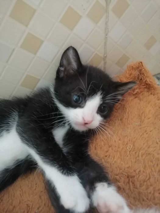 Gatinhos para adoção