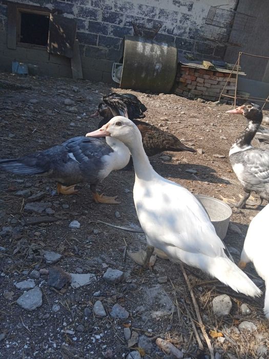 Продам сім'ями або окремо різний молодняк мускусних качок