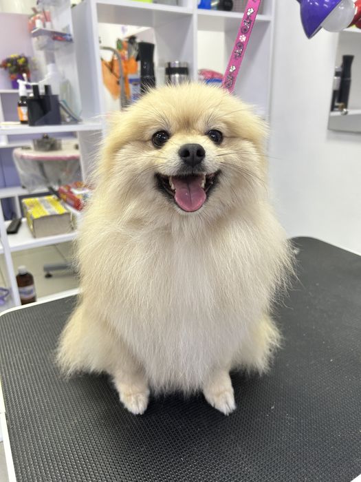 Груминг, стрижка собак, экспресс линька собак и котов