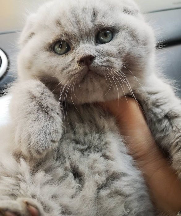 Скоттиш фолд малыш