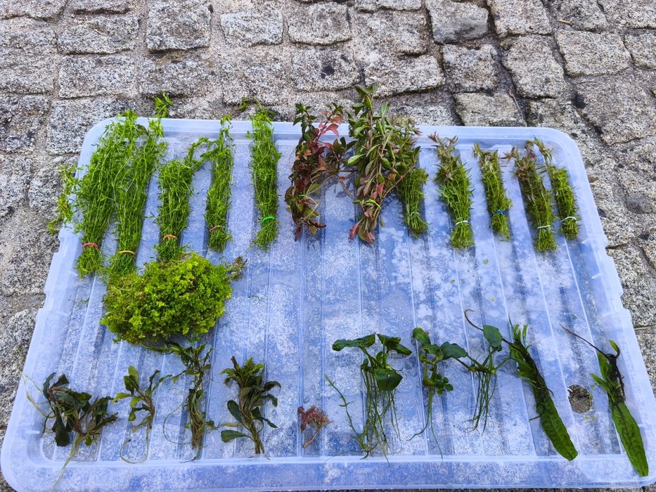 Pack de plantas naturais para aquário