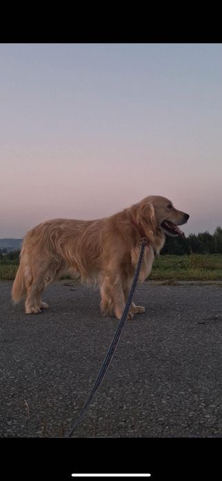 Golden retriever