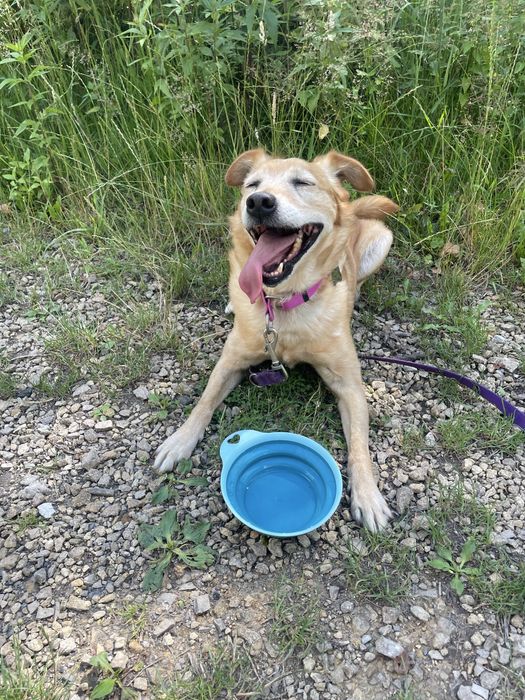 Wesoła Bronia szuka domu