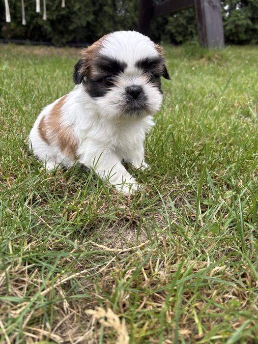 Shih tzu suczka do rezerwacji