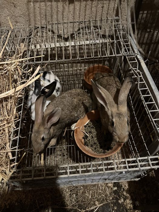 Coelhos de várias raças