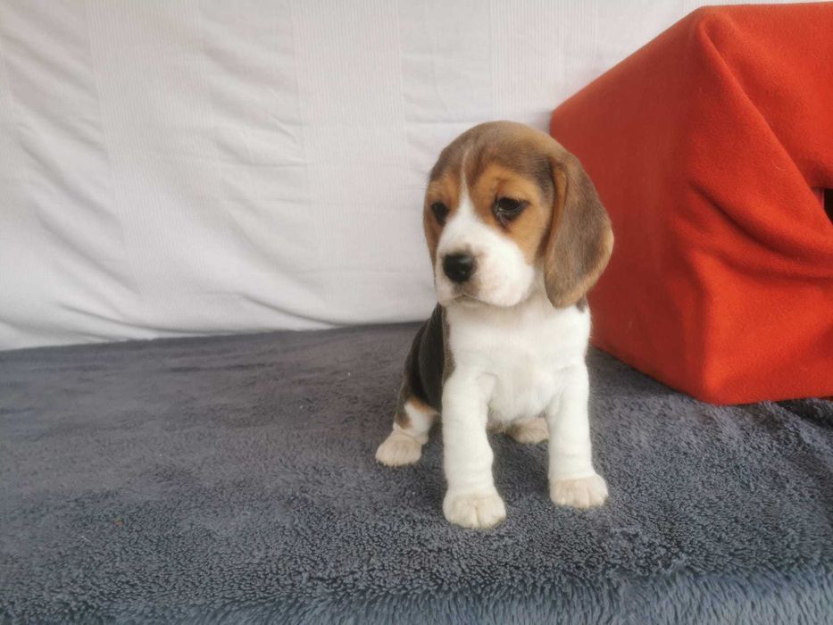 Beagiel  Tri-Color szczeniak