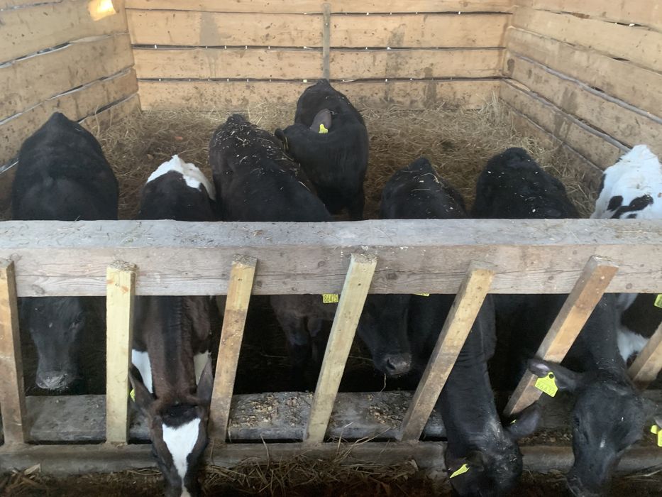 Sprzedam byczki i jalowki