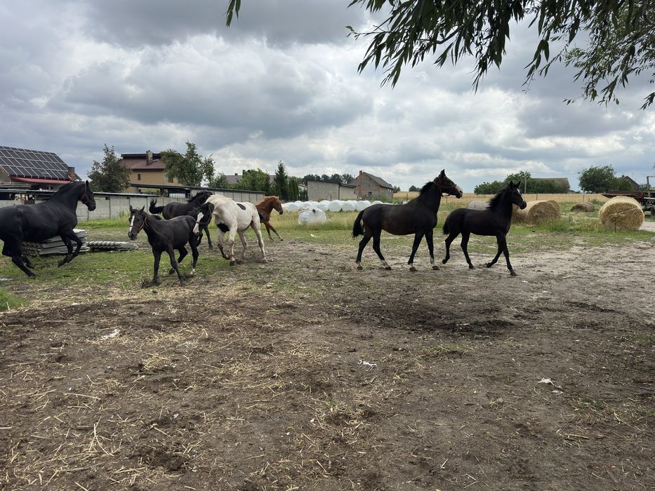 Klacz ogier konie wielkopolska