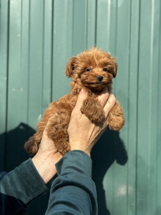 Мальтипу ред браун мини размер девочка