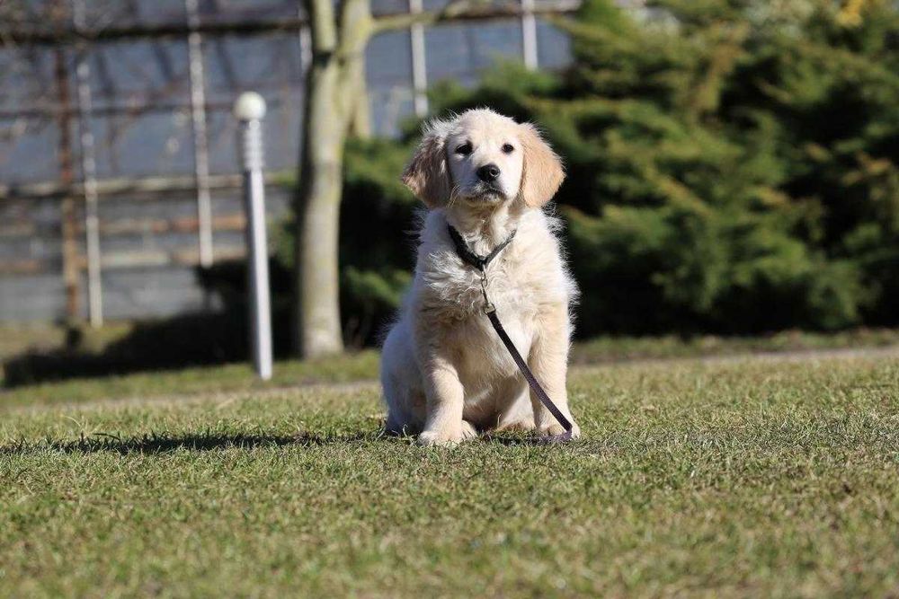 Golden Retriever -  szczeniak pies