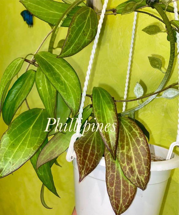 Вкорінені хойі Liza,Mathilda,,Lacunosa  та вн