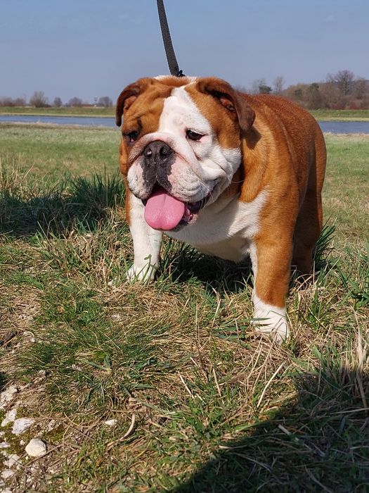 Buldog Angielski para