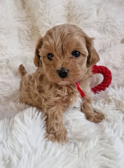 Maltipoo F1 maltańczyk, pudel toy suczka czerwona  obroża