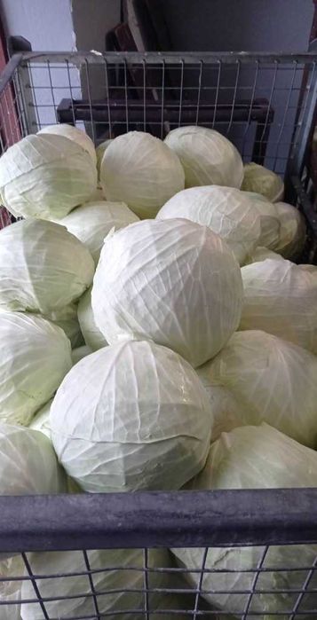 Kapusta Szatkowana, ziemniaki