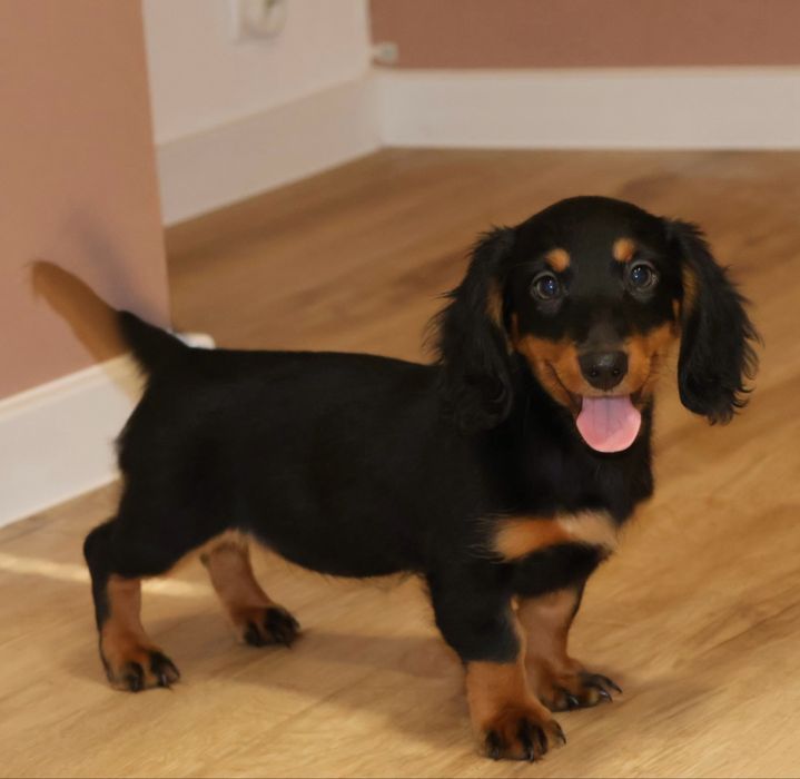 Jamnik Miniaturowy Piesek Długowłosy