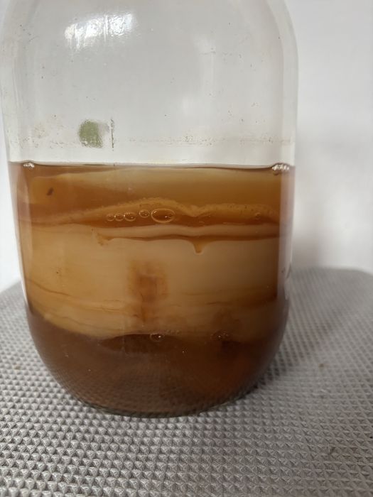 Kombucha grzybek herbaciany SCOBY