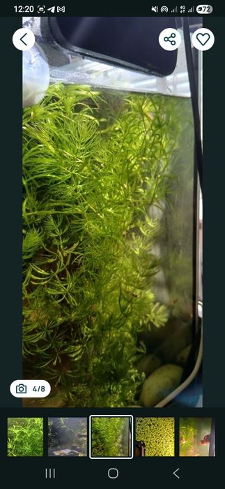 Водоросли для аквариума