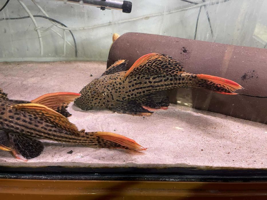 Pseudacanthicus L24 / L25 wild 20-40cm