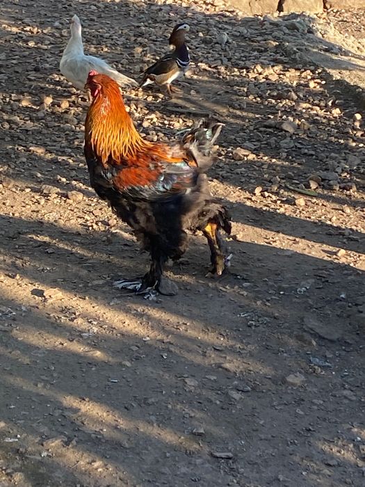Pavões adultos e galos