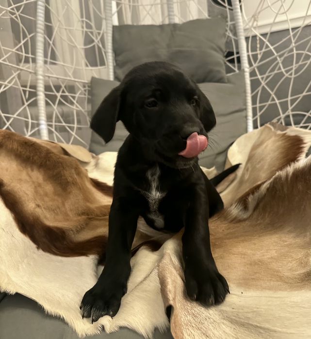 Wyżeł Niemiecki piesek