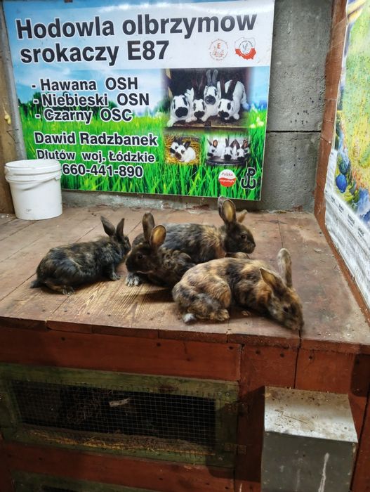 Srokacz reński ,samiec samice królik króliki