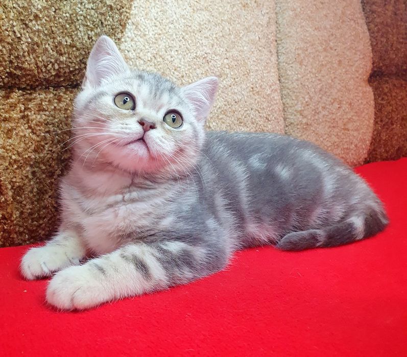 Котик вакцинований, вихований